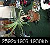 Aloe Plant Help?!-img_2173.jpg