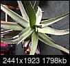 Aloe Plant Help?!-img_2177.jpg