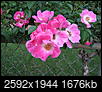 Here is my "mystery" rose....help me identify-img_3910.jpg