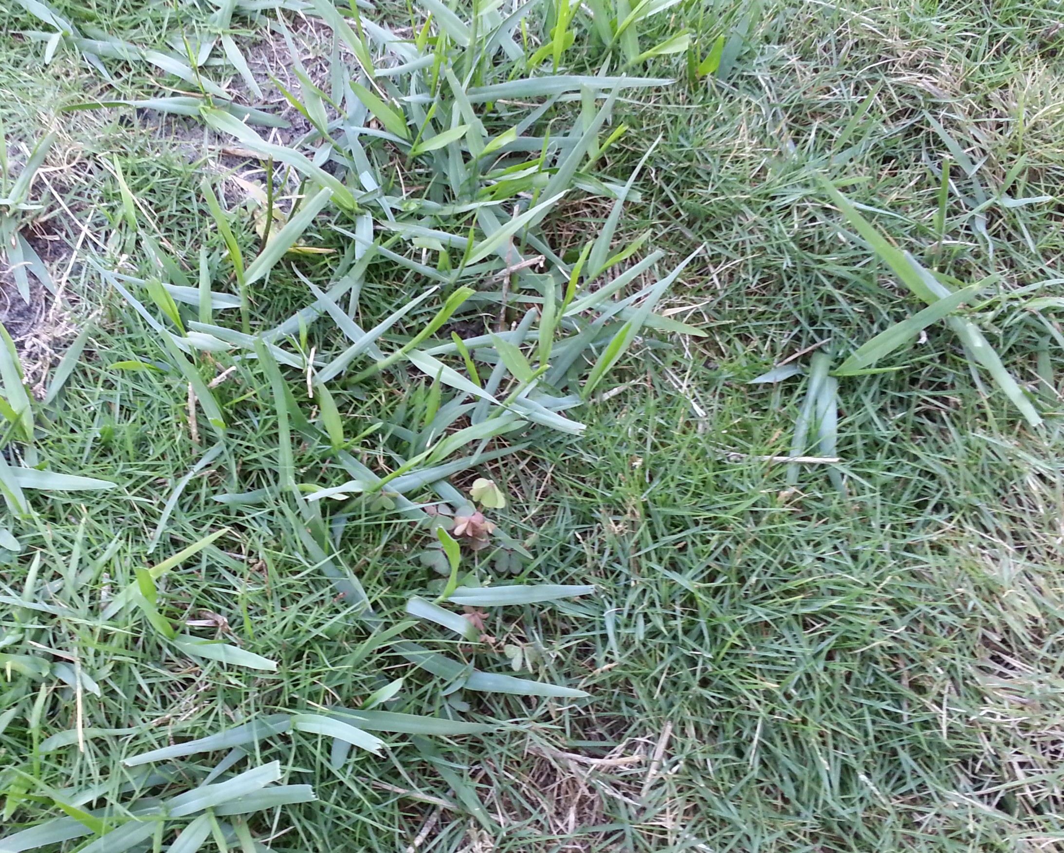 What is this weed? (pic) (flower, 2014, yard, how to ...