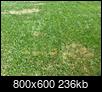 Dethatched, fertalized my lawn - now it's burning-232323232-fp83232_uqcshlukaxroqdfv66-4-ot_33-6-_68