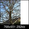 What is wrong with my tree... please provide input!!-tree.jpg