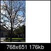 What is wrong with my tree... please provide input!!-tree3.jpg