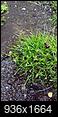 What kind of grass is this?-img_20150628_134340.jpg