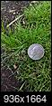 What kind of grass is this?-img_20150705_112934.jpg