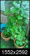 What kind of vine (flower/plant) is this?-imag5205.jpg