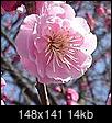 Japanese Apricot, anyone grow them?-apr.jpg