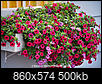 How many 4" potted superbells for window box?-bells-box.jpg