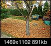 Do you bag your leaves after raking or leave in a pile?-pic.jpg