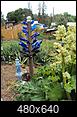 What have you repurposed for your garden?-5-17-17-updated-blue-bottle