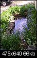 Does anyone have a koi pond or water garden?-watergarden-001.jpg