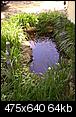 Does anyone have a koi pond or water garden?-watergarden-007.jpg