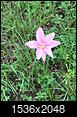 What is this pink flower?-image.jpeg