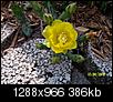 What kind of cactus is this?-catas-flower-truck-pics-006.jpg