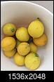 Dwarf Lemon Tree-3b6ae02a-dd80-46a2-840b-eafd050f38b9.jpeg