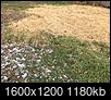 Getting rid of Zoysiagrass or Bermuda grass-img_1609.jpg