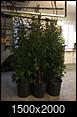 Thula Green Giant Arborvitae (growth rate pictures)-c2d121d1-5543-45bc-9bf8-287317c72df5.jpeg