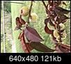 Please identify this fruit tree-img_1694.jpg