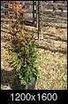 Thula Green Giant Arborvitae (growth rate pictures)-img-20190314-wa0005.jpg