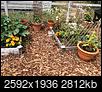 My Container Garden 2019-6db65faf-641c-47eb-8311-9d7f59659a56.jpeg