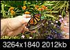 We have to help the Monarch Butterflies-20190713_125144.jpg