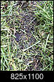 Voles and/or Mice Damage to Grass?-img_8768.jpeg