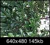 I need help identifying this tree, please-d0f68ddb-cee8-4969-84dc-d5762531ffc2.jpeg