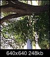 I need help identifying this tree, please-dfb906ea-7d05-414c-9504-4b0b79f595f3.jpeg