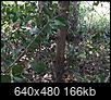 I need help identifying this tree, please-4a176369-ef20-4e32-b729-645125c1157b.jpeg