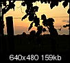 vineyard bloncs harvest-0807130058.jpg