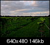 vineyard bloncs harvest-0807130062-1.jpg
