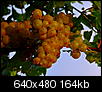 vineyard bloncs harvest-0807130101.jpg