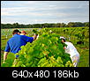 vineyard bloncs harvest-0807130122-1.jpg