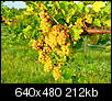 vineyard bloncs harvest-0807130126.jpg