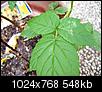 Spots on raspberry leaves-dscf1561.jpg