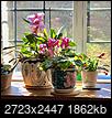 What house plants do you grow?-img_0285.jpg