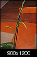Orchid question-picture-005.jpg