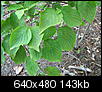 Do you know any of these plants?-leaf3.jpg