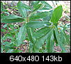 Do you know any of these plants?-leaf4.jpg