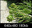 Do you know any of these plants?-grassy-flower.jpg