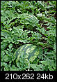 Vegetable Container Gardening from transplants-watermelon.jpg
