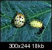 What's eating my beans?-mexican-bean-beetle.jpg