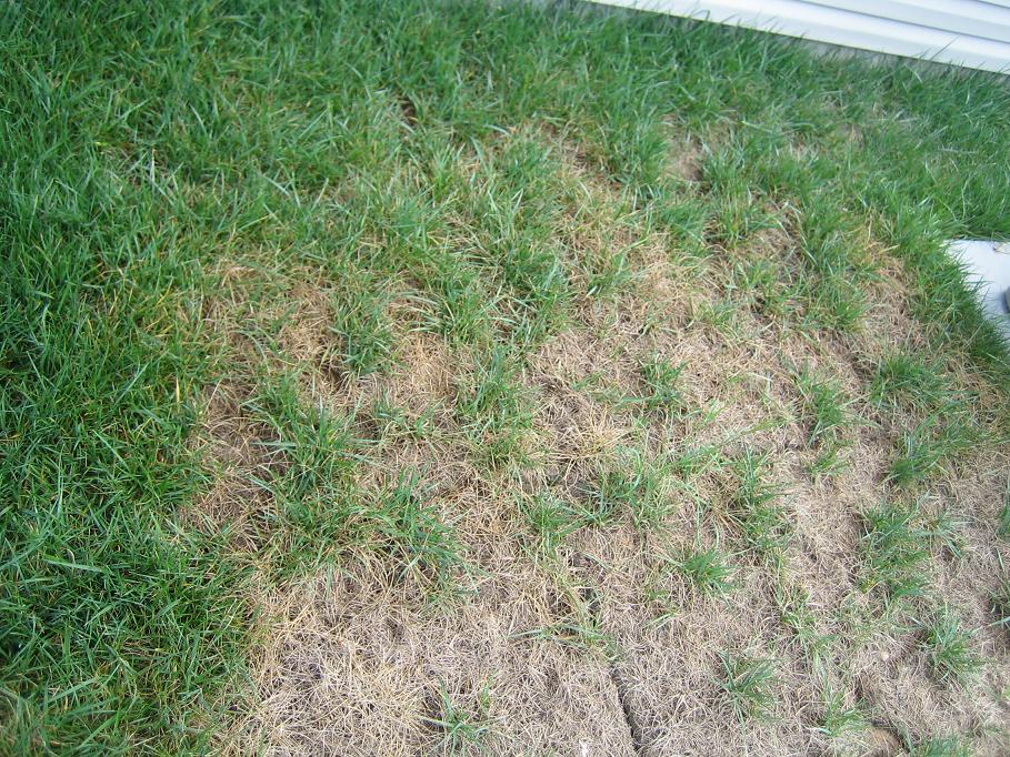 How can I tell if I have fungus in my grass?