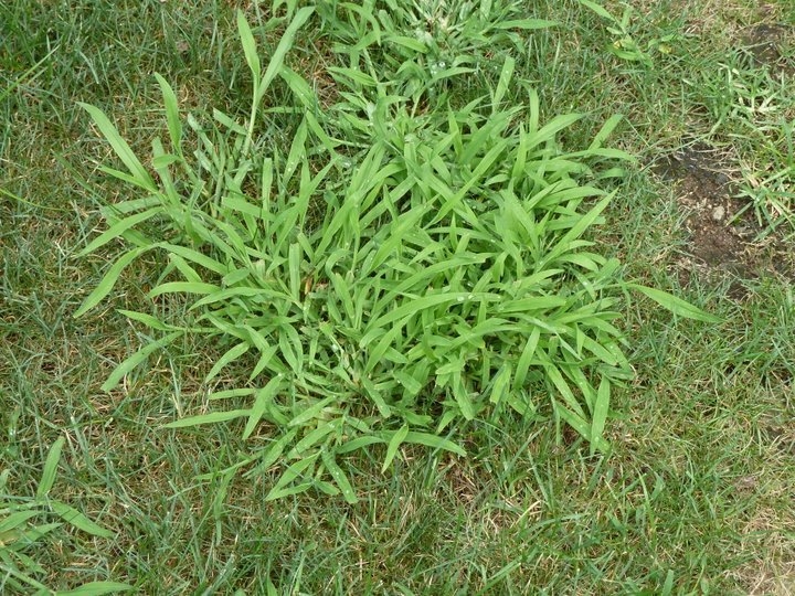 Murfreesboro Real Estate Tips- How To Discern Why You Have Lawn Weeds