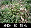 What are these weeds?  Pics-dsc05014.jpg