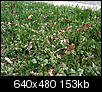 What are these weeds?  Pics-dsc05015.jpg