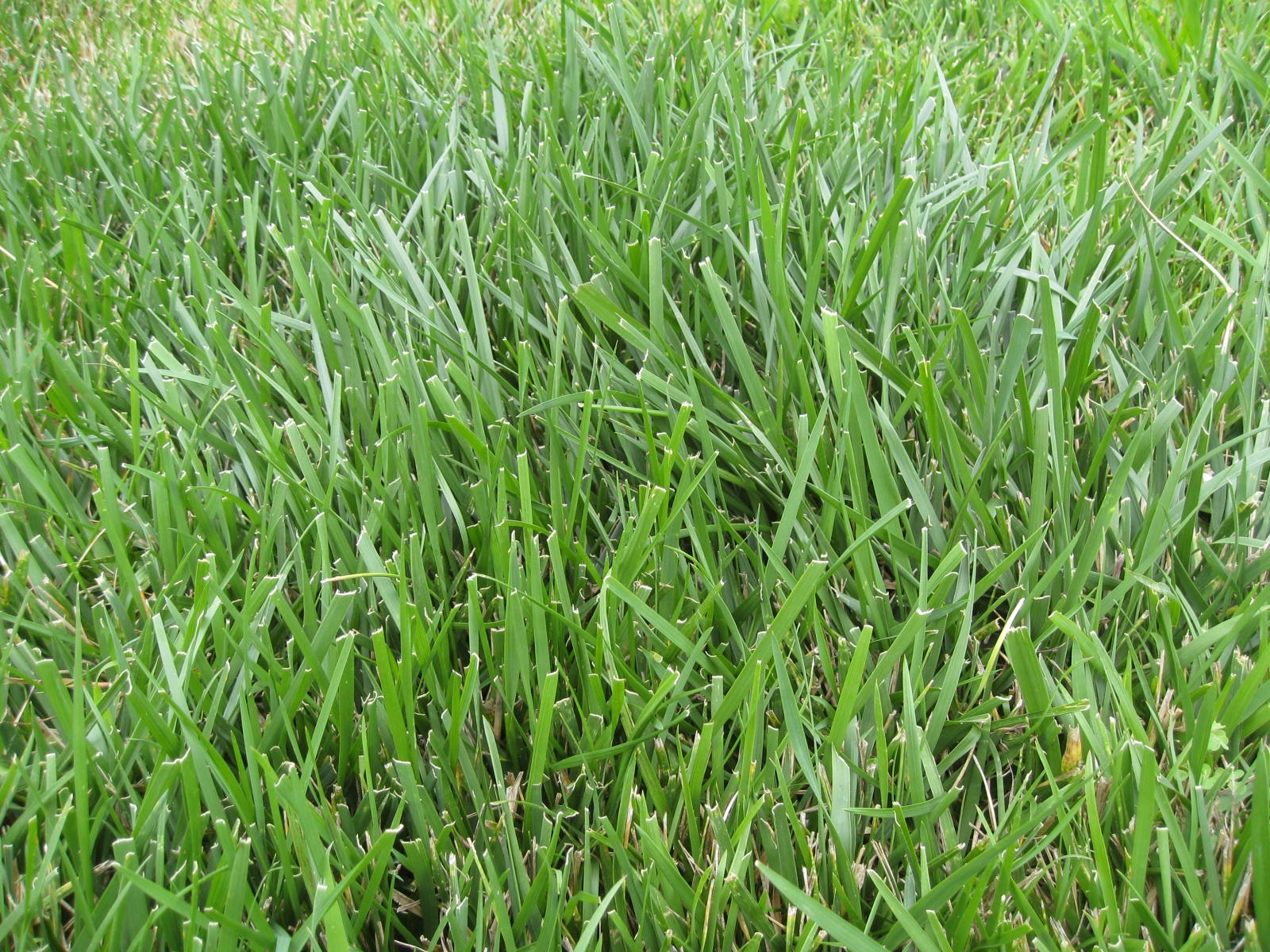 Different Types: Different Types Grass