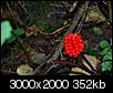 Plant Identification - American Ginseng-monday-218-3-x-2.jpg