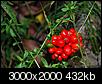 Plant Identification - American Ginseng-monday-220-3-x-2.jpg
