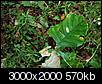 Plant Identification - American Ginseng-monday-221-3-x-2.jpg